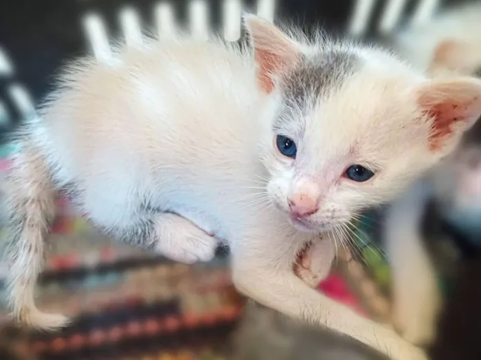 Gato raça SRD-ViraLata idade 2 a 6 meses nome Isabela