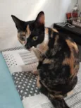 Pipoca