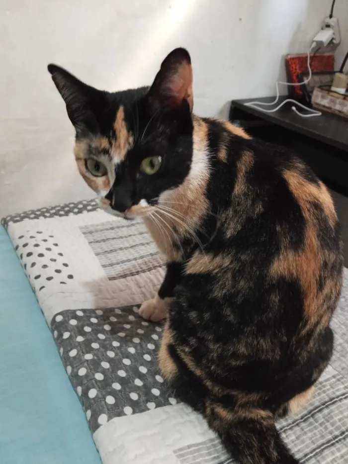 Gato raça SRD-ViraLata idade 3 anos nome Pipoca