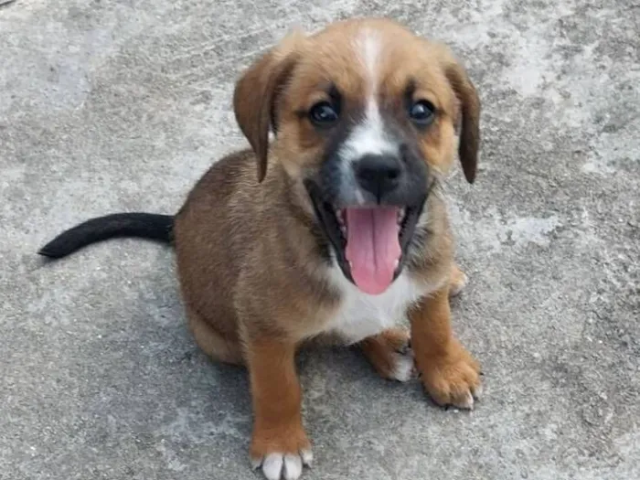 Cachorro raça SRD-ViraLata idade 7 a 11 meses nome Aldinho