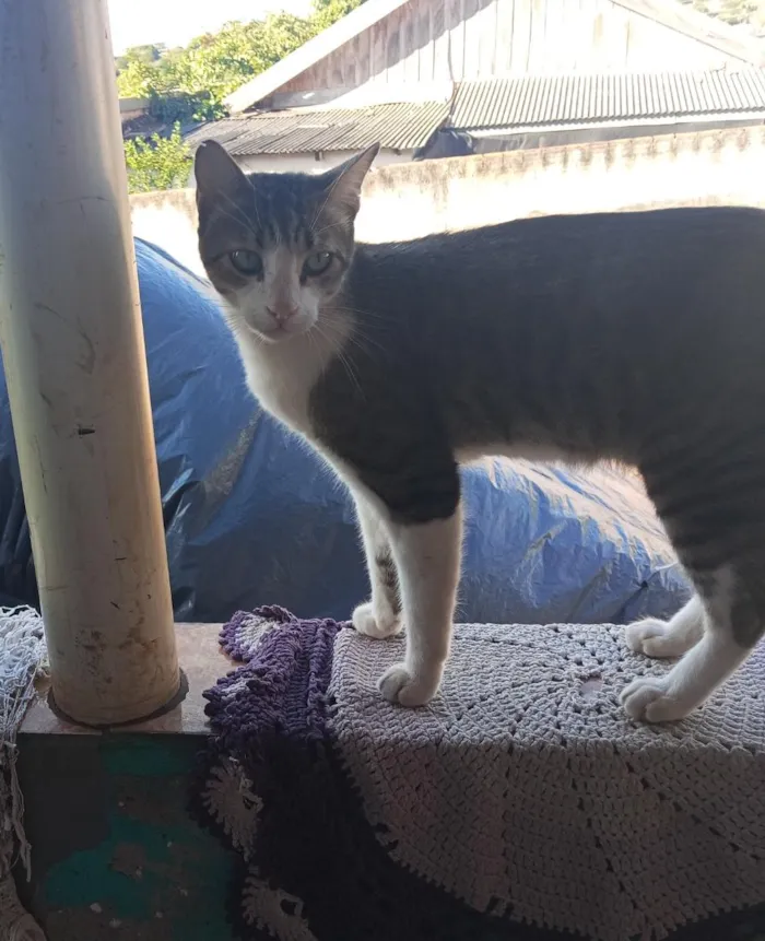 Gato raça SRD-ViraLata idade 4 anos nome Óscar