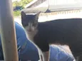 Óscar