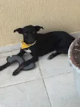 Simon