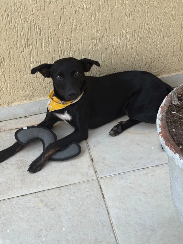 Cachorro raça SRD-ViraLata idade 2 anos nome Simon