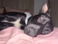 Simon