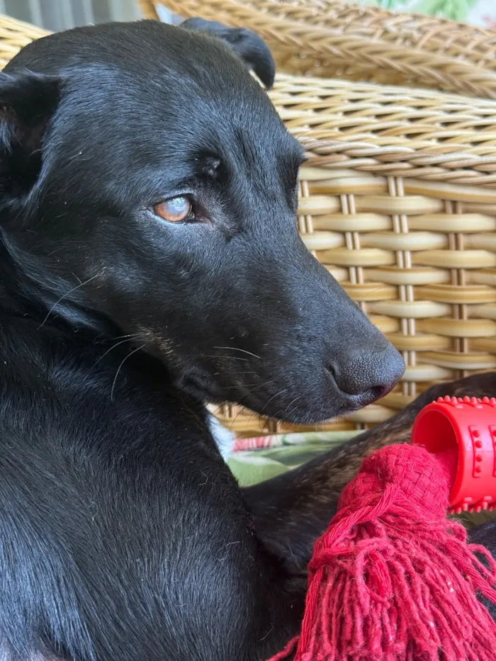 Cachorro raça SRD-ViraLata idade 2 anos nome Simon