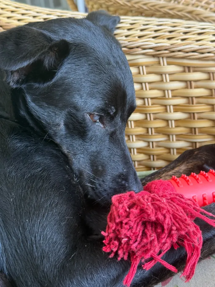 Cachorro raça SRD-ViraLata idade 2 anos nome Simon