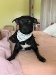 Simon