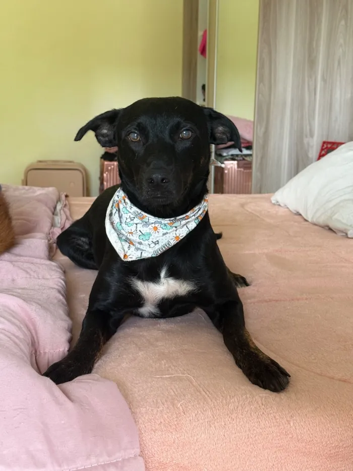 Cachorro raça SRD-ViraLata idade 2 anos nome Simon