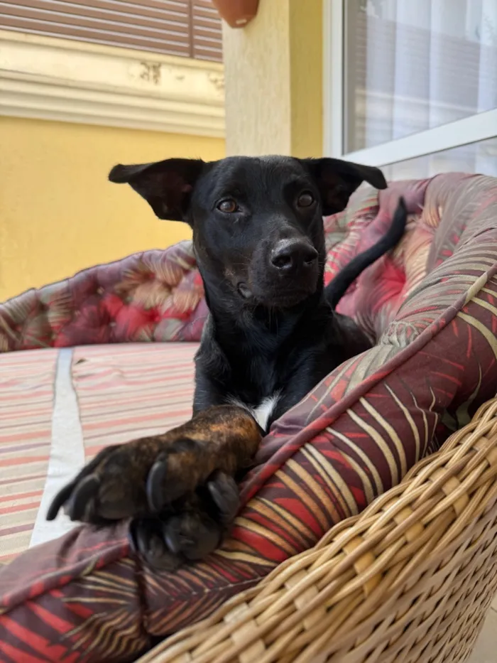 Cachorro raça SRD-ViraLata idade 2 anos nome Simon