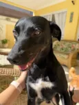 Simon