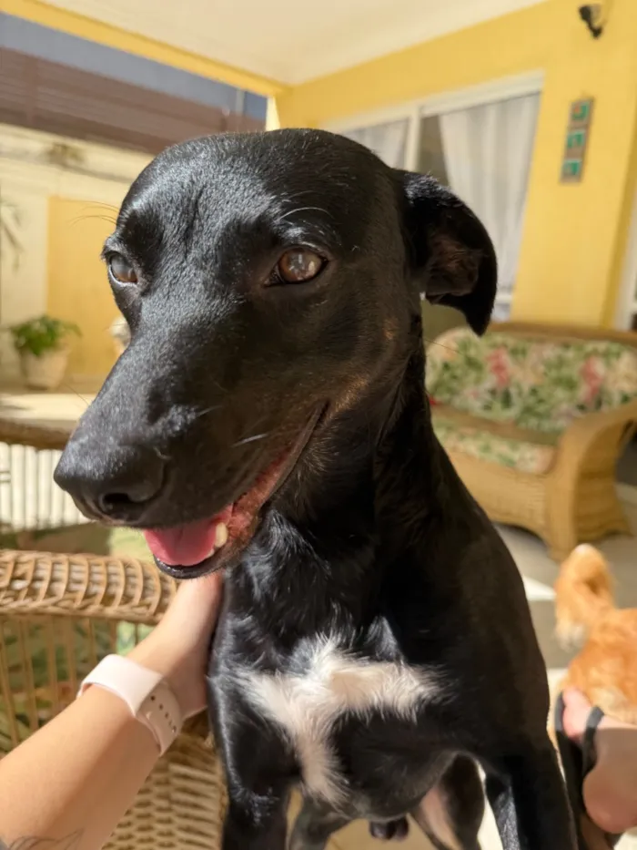 Cachorro raça SRD-ViraLata idade 2 anos nome Simon
