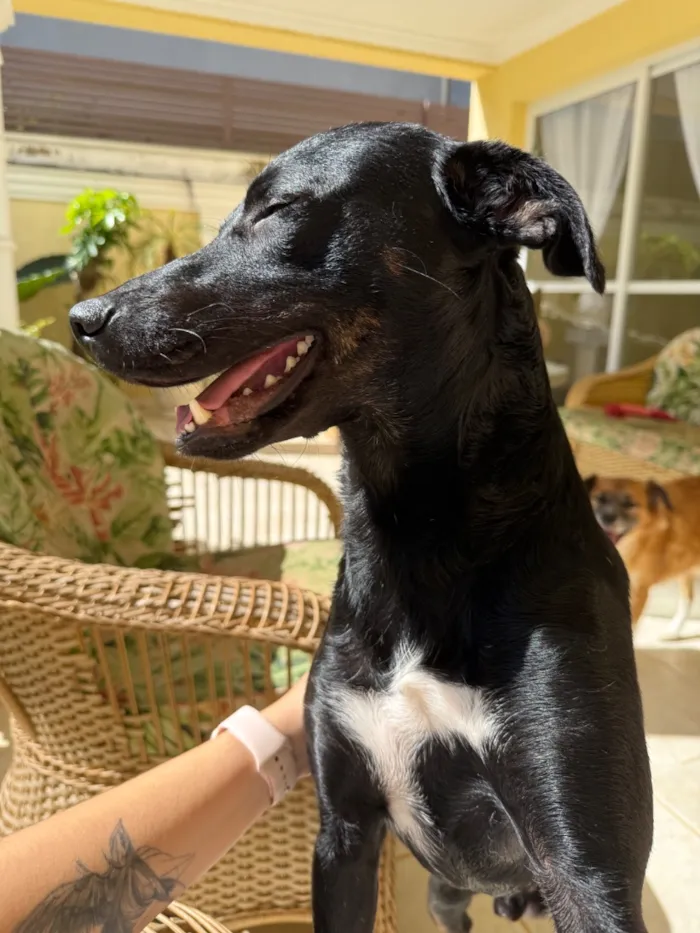 Cachorro raça SRD-ViraLata idade 2 anos nome Simon