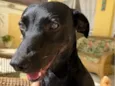 Simon