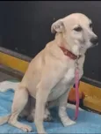 Caramelo