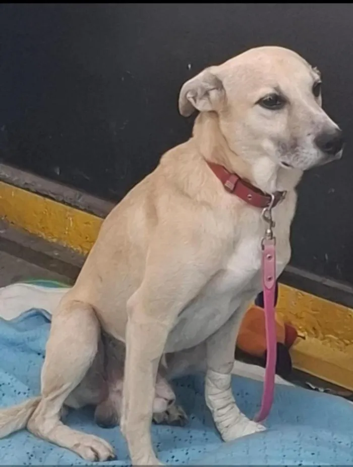 Cachorro raça SRD-ViraLata idade  nome Caramelo
