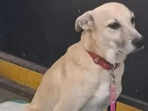 Cachorro raça SRD-ViraLata idade  nome Caramelo