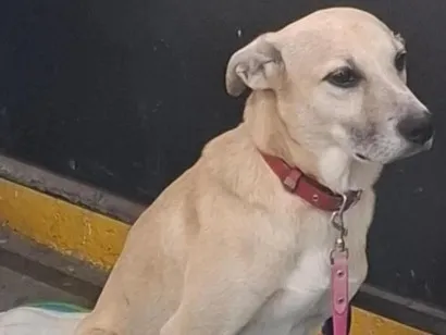 Cachorro raça SRD-ViraLata idade  nome Caramelo