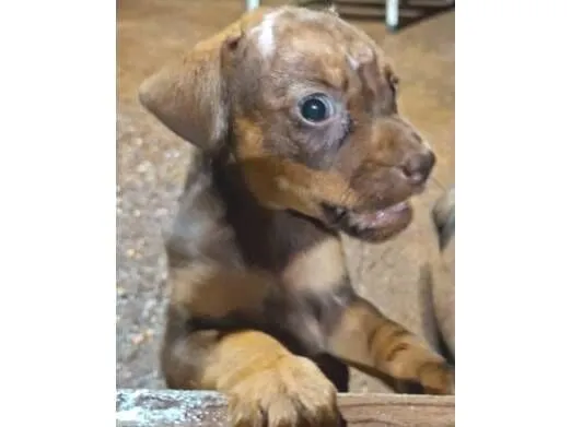 Cachorro raça SRD idade 2 a 6 meses nome Sem nome
