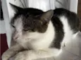 Pretinha