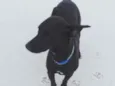 Pitico