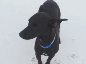 Cachorro raça SRD-ViraLata idade 7 a 11 meses nome Pitico