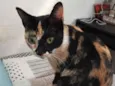 Pipoca