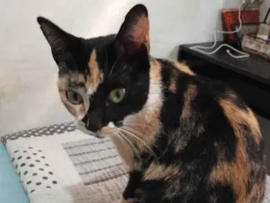 Gato raça SRD-ViraLata idade 3 anos nome Pipoca
