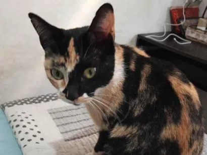 Gato raça SRD-ViraLata idade 3 anos nome Pipoca
