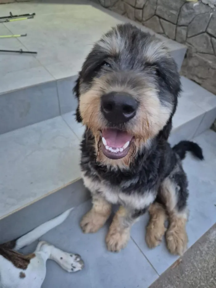 Cachorro raça SRD-ViraLata idade 2 anos nome Tico