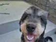 Tico