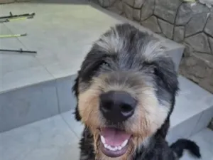 Cachorro raça SRD-ViraLata idade 2 anos nome Tico