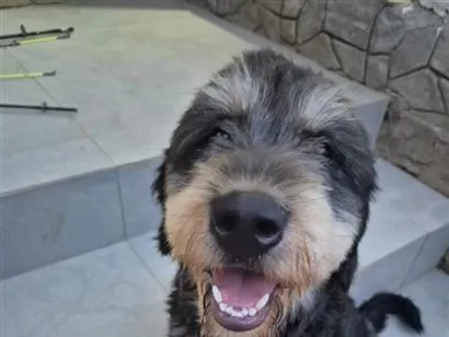 Cachorro raça SRD-ViraLata idade 2 anos nome Tico