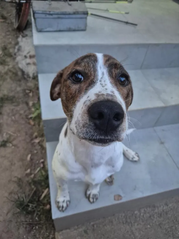 Cachorro raça SRD-ViraLata idade 2 anos nome Teco
