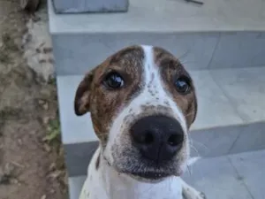 Cachorro raça SRD-ViraLata idade 2 anos nome Teco