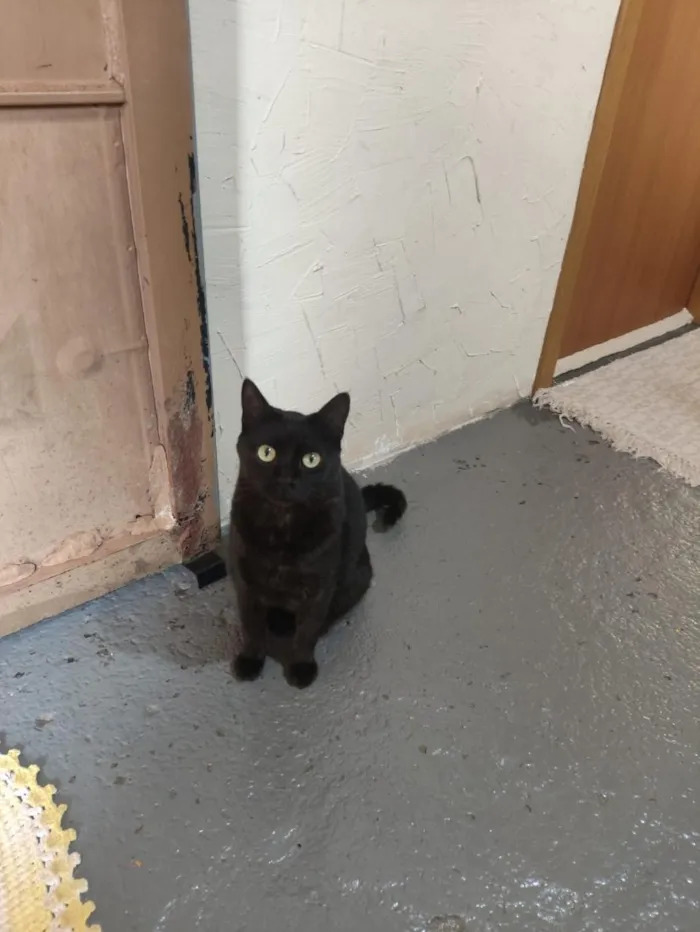 Gato raça SRD-ViraLata idade 5 anos nome Morfeu