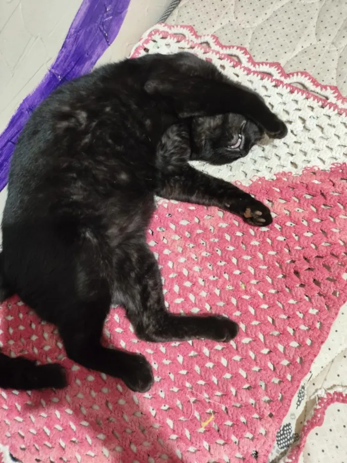 Gato raça SRD-ViraLata idade 5 anos nome Morfeu