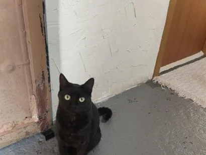 Gato raça SRD-ViraLata idade 5 anos nome Morfeu