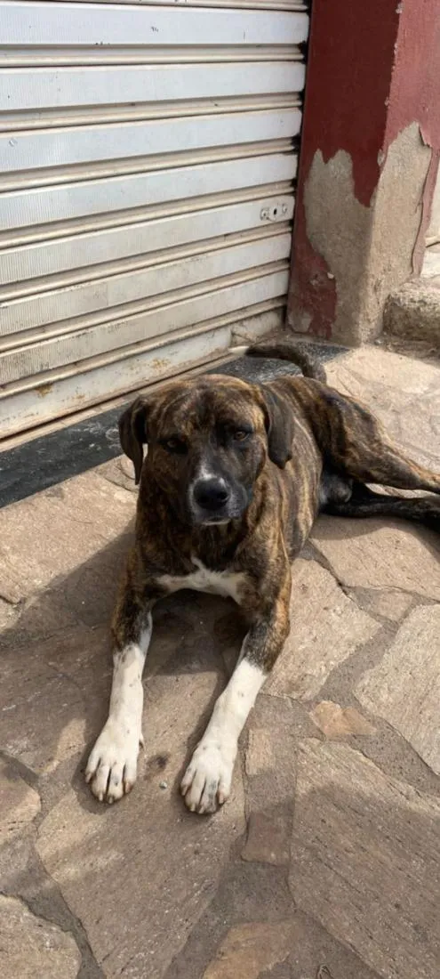 Cachorro raça SRD-ViraLata idade 1 ano nome Guerreiro 