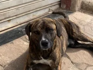 Cachorro raça SRD-ViraLata idade 1 ano nome Guerreiro 