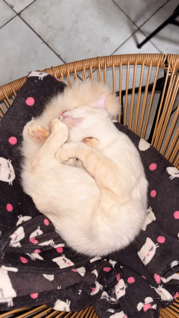Gato raça SRD-ViraLata idade 7 a 11 meses nome Zig 