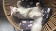 Zig 