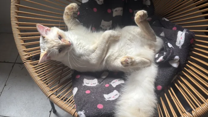 Gato raça SRD-ViraLata idade 7 a 11 meses nome Zig 