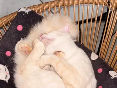Gato raça SRD-ViraLata idade 7 a 11 meses nome Zig 