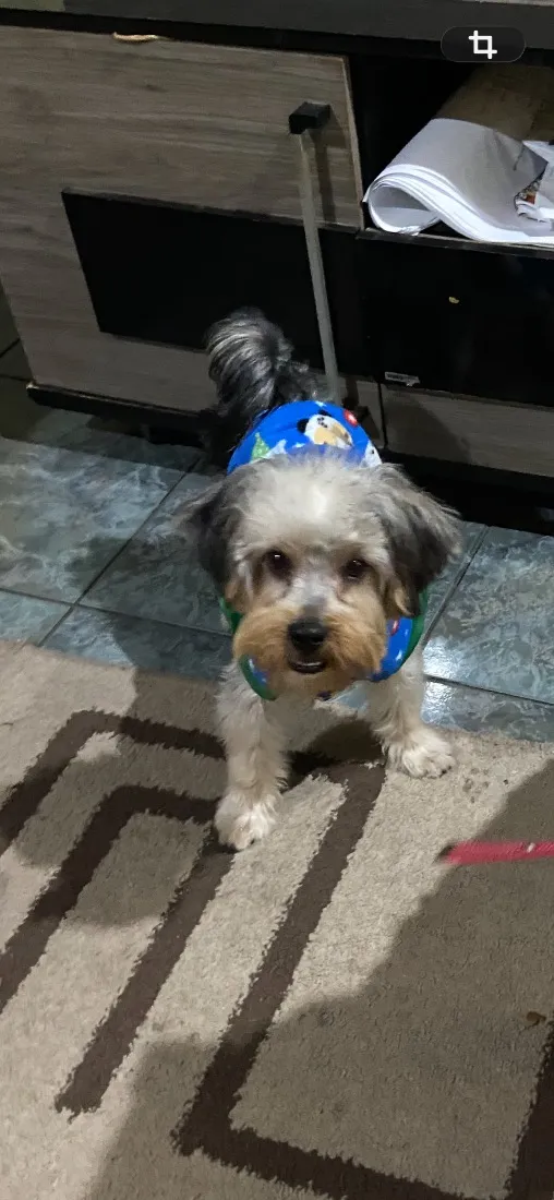 Cachorro raça Shitzu idade 1 ano nome Hulk
