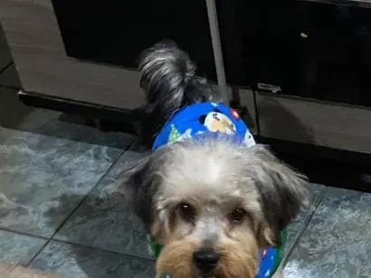 Cachorro raça Shitzu idade 1 ano nome Hulk