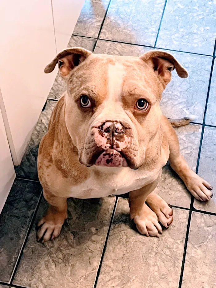 Cachorro raça Pit-Bull idade 2 anos nome Apollo