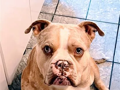 Cachorro raça Pit-Bull idade 2 anos nome Apollo