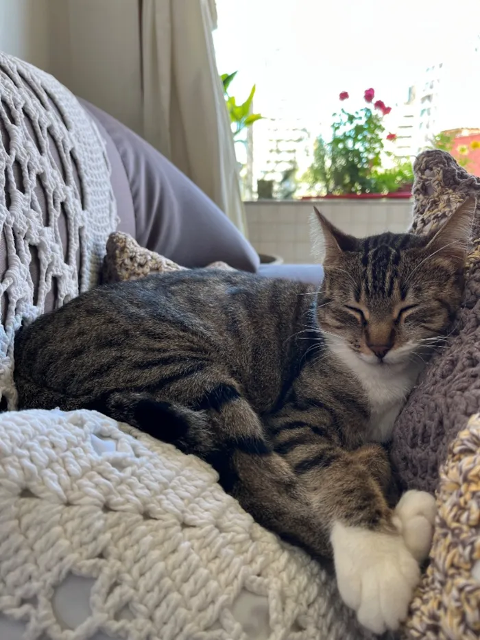 Gato raça SRD-ViraLata idade 1 ano nome Mel
