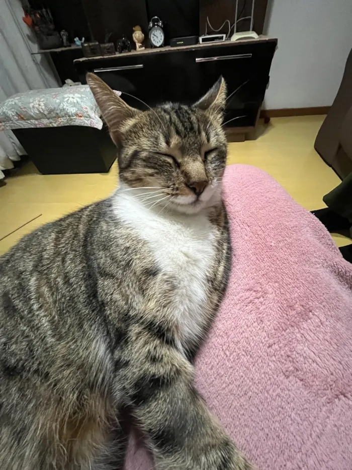 Gato raça SRD-ViraLata idade 1 ano nome Mel